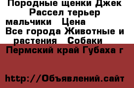 Породные щенки Джек Рассел терьер-мальчики › Цена ­ 40 000 - Все города Животные и растения » Собаки   . Пермский край,Губаха г.